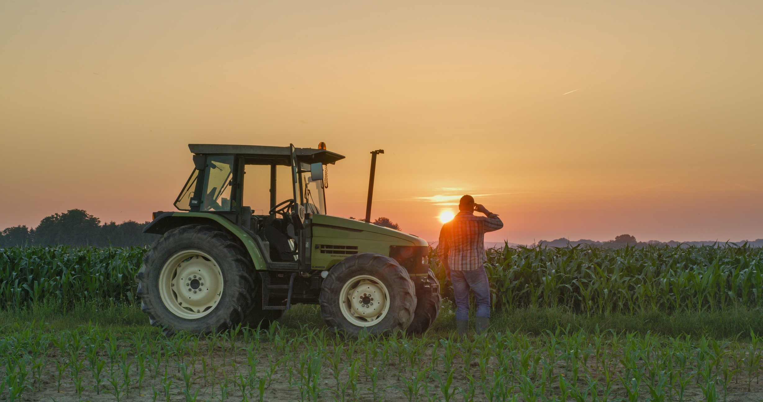 Farmer and tractor in corn field at sunset